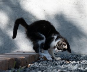 Norddalens katt Max Planck jagar!