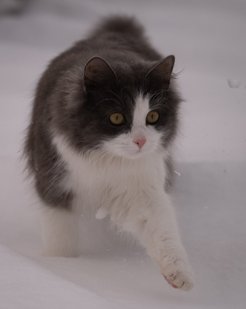 Katten Lucy tassar i snön.